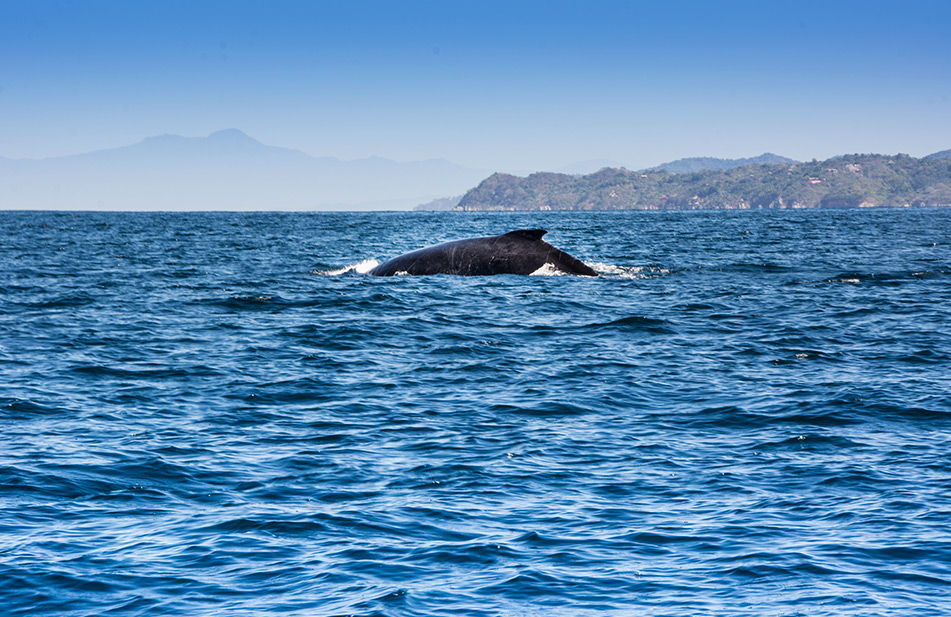 Humpback Whales arrive to Sayulita between December and March