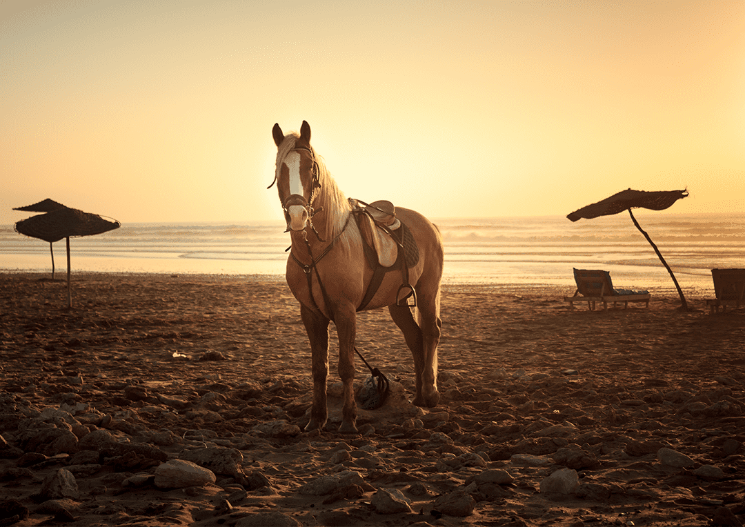 Horseback Riding in Hard Rock Hotel & Casino Punta Cana
