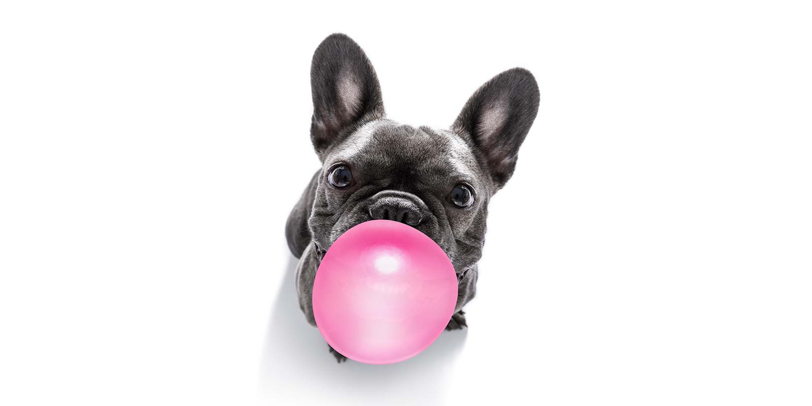 Pet-Friendly Program Hard Rock Hotels