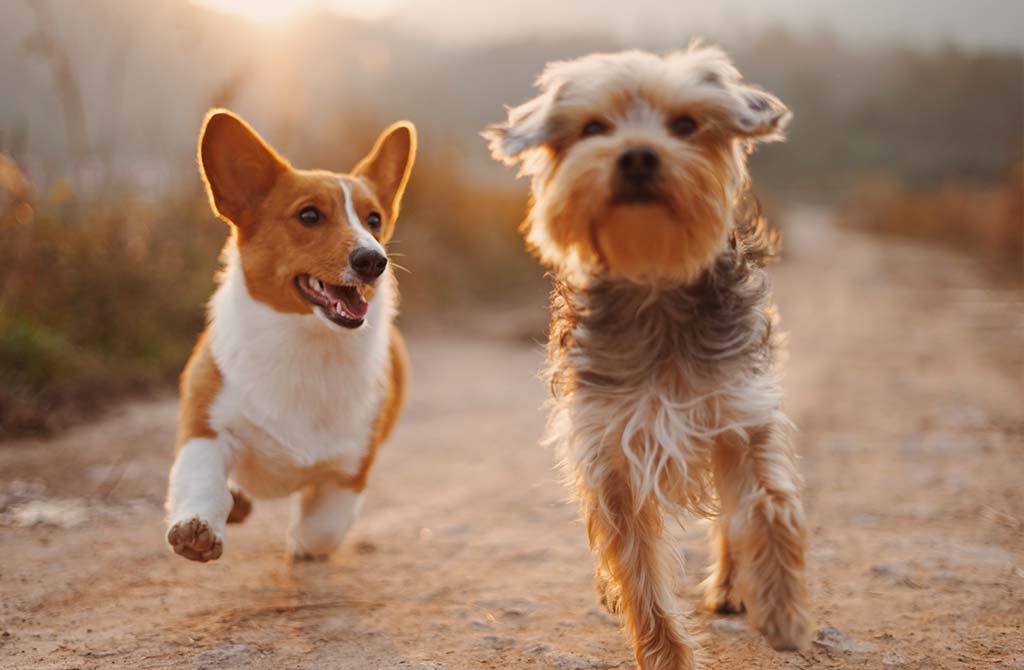 Trip with your pet