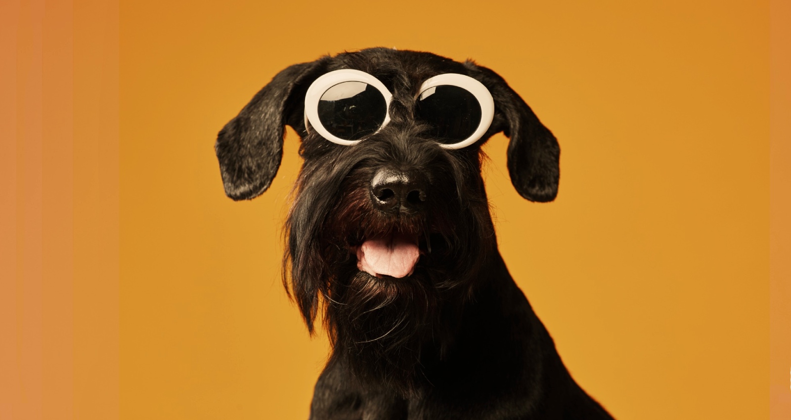 Traveling with pets hard rock hotels
