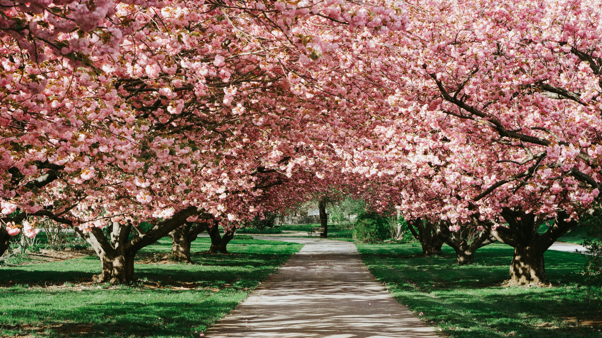 Cherry Blossoms Near Hard Rock Hotel New York