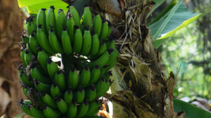 bananas
